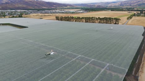 Helicopter-drying-cherry-orchard-in-Cromwell,-Central-Otago