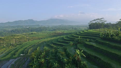Drone-view-of-terraced-rice-field-with-hill-and-mountain-on-the-horizon