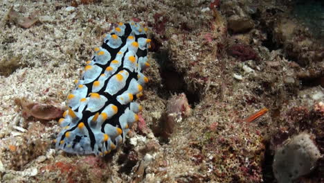 Warty-nudibranch-phyllidia-varicosa-moves-slowly-over-sandy-ocean-bottom-with-some-pebbles