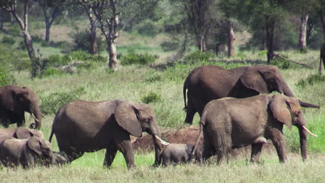 Breeding-herd-of-elephants-moves-left-to-right-through-green-East-African-savannah