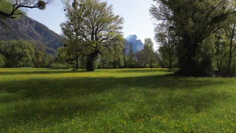 Shot-of-wild-yellow-flowers-in-full-bloom-along-the-countryside-in-Walensee-Weesen,-St