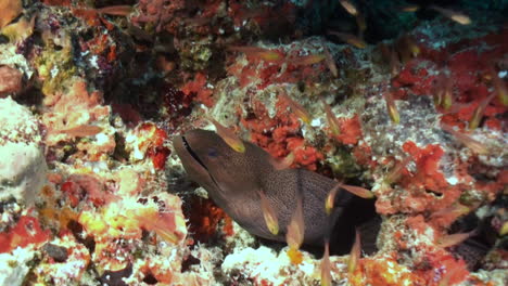 Giant-moray-eel-in-a-coral-block,-surrounded-by-glass-fish