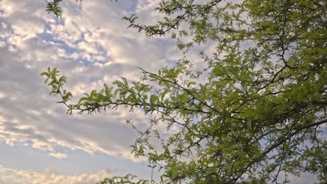 Trees-and-leaves-moving-in-cloudy-weather,-slow-motion