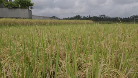 Eine-Nahaufnahme-Eines-Reisfeldes