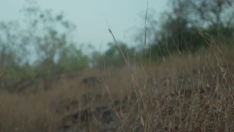 Close-up-shot-of-dry-grass-in-a-field-with-blurred-trees-in-the-background-at-dusk