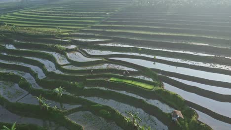 Morning-view-in-the-tropical-rice-field