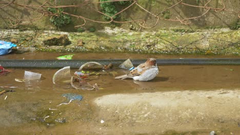Sparrow-drinking-water-near-trash,-Village-drinking-water-pipeline-dirty-area-with-industrial-plastic-waste-around