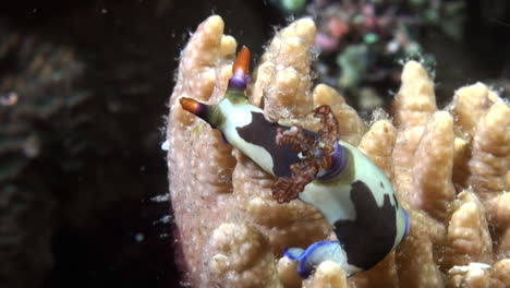 Colorful-nudibranch-Nembrotha-chamberlaini-feeding-on-a-staghorn-coral-during-night