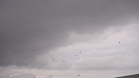 Vögel-Fliegen-Bei-Bewölktem-Wetter-In-Zeitlupe