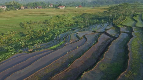 Aerial-view-of-farmers-are-herding-buffalo-in-the-rice-fields