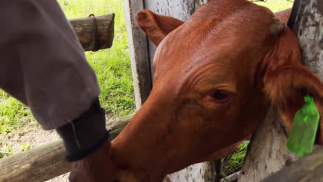 Treating-Livestock:-Man-Administering-Medication-by-Spraying-Cattle's-Mouth