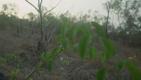 Green-leaves-in-soft-focus-with-a-hazy,-sunlit-background-and-a-serene-dawn-setting