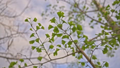 Trees-and-leaves-moving-in-cloudy-weather,-slow-motion