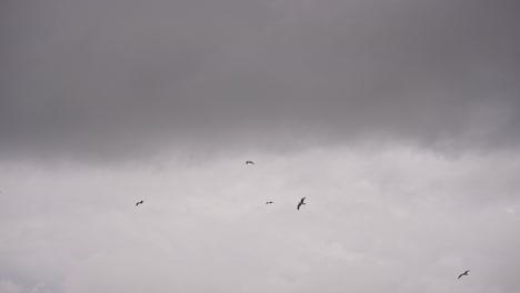 Birds-are-flying-in-cloudy-weather-in-slow-motion