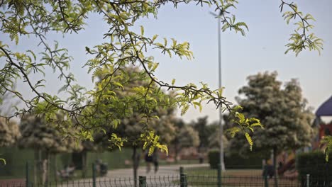 árboles-Y-Hojas-Moviéndose-En-Tiempo-Nublado,-Cámara-Lenta