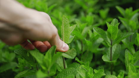 Hojas-De-Menta-Frescas,-Verdes-Y-Exuberantes