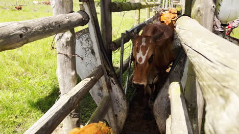 Erleben-Sie-Die-Effizienz-Der-Viehsortierung-Auf-Der-Farm,-Wenn-Cowboys-Das-Vieh-Mit-Präzision-Und-Sorgfalt-Durch-Die-Sortiertore-Führen