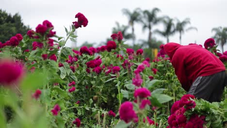 Footage-of-a-farmer-picking-up-and-harvesting-the-best-velvet-flowers-of-the-plantation