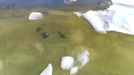 Spring-ice-drift-on-a-large-river-from-a-drone-4k