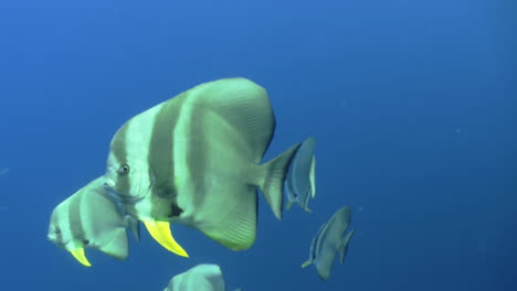 Gruppe-Von-Langflossen-Spatenfischen,-Auch-Bekannt-Als-Fledermausfische,-Im-Blauen-Wasser