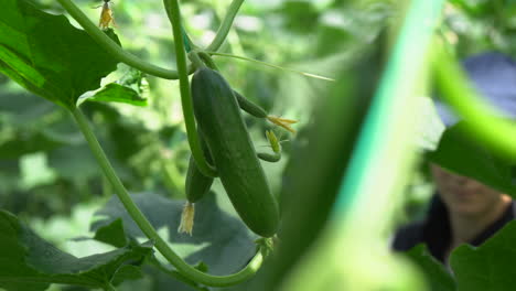 Un-Pequeño-Pepino-Verde-Colgado-De-Una-Planta