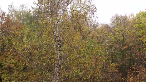 Descubriendo-El-Verde-Arboreto-De-Kecskemet,-El-Santuario-Verde-De-Hungría