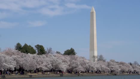 The-Washington-Monument-during-the-Cherry-Blossom-Festival,-Washington,-DC