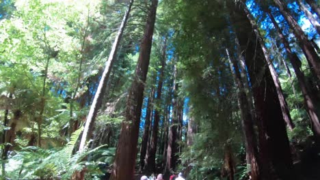 Caminata-Por-El-Bosque-De-Secuoyas-Y-Montaña-Arriba-En-Las-Afueras-De-Auckland,-Nueva-Zelanda.