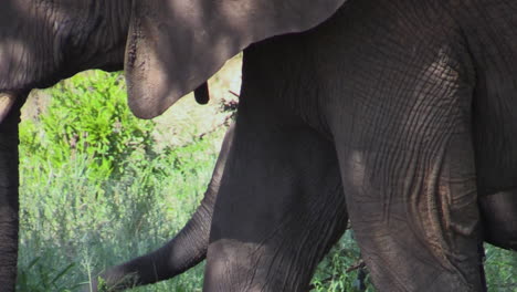 Young-elephant-walks-right-to-left-through-East-African-savannah-shielded-by-its-mother-who-walks-in-foreground