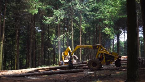 Logger-moving-cut-down-trees-in-pine-forest,-Kaapsehoop,-South-Africa