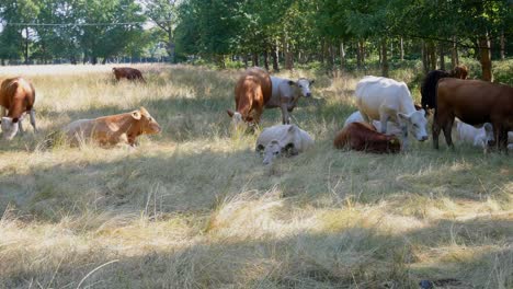 Kühe-Ruhen-Auf-Einer-Wiese-In-Der-Nähe-Von-Wäldern