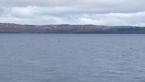 Eine-Herde-Delfine-Schwimmt-Friedlich-Entlang-Der-Küste-Auf-Der-Abgelegenen-Insel-Arran-Im-Westen-Schottlands,-Vereinigtes-Königreich