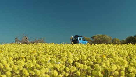 Auto-Verlässt-Coalseam-Conservation-Park,-Während-Gelbe-Pompom-Everlasting-Wildblumen-Im-Vordergrund-Schwanken