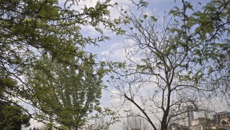 Trees-and-leaves-moving-in-cloudy-weather,-slow-motion