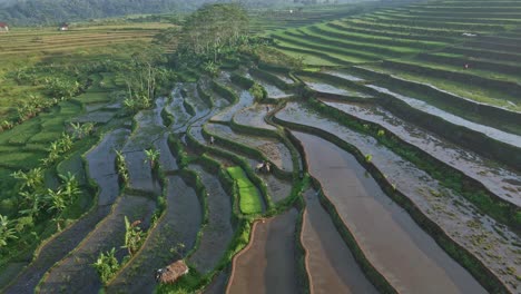 Drone-view-of-farmers-work-on-the-rice-field