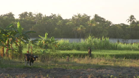 Mann-Pflügt-Feld-Mit-Stier-In-Haiti