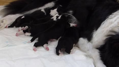 Litter-of-puppies-sucking-their-mother