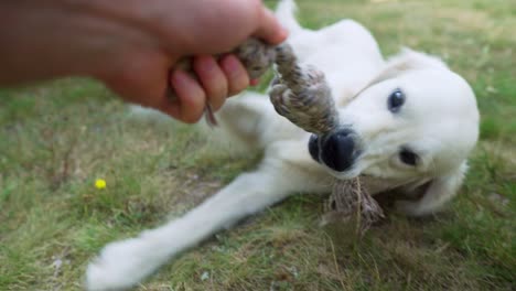 First-person-view-of-owner-playing-toss-with-his-white-dog,-handheld-shake