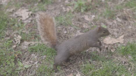 Eichhörnchen-Central-Park-Manhattan-New-York-City