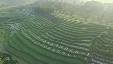 Aerial-view-of-green-terrace-plantation-of-rice-field-in-foggy-morning