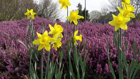 Vista-Del-Parque-Conmemorativo-De-La-Guerra-Cerca-Del-Puente-Estrecho-De-Tacoma,-Césped-Verde,-Narcisos-Amarillos,-Cubierta-De-Suelo-Púrpura