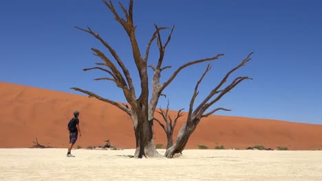 El-Hombre-Encuentra-Un-Hermoso-árbol-De-Acacia-De-La-Muerte-En-Sossusvlei,-Deadvlei