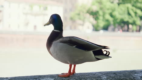 Duck-perched-on-a-ledge-in-a-serene-Verona-scene