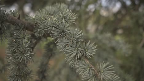 Trees-and-leaves-moving-in-cloudy-weather,-slow-motion