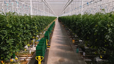 Endless-greenhouse-of-tomatoes,-dolly-forward-view