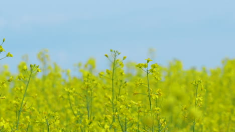 A-field-of-yellow-rapeseed-flowers-in-full-bloom-under-a-clear-blue-sky