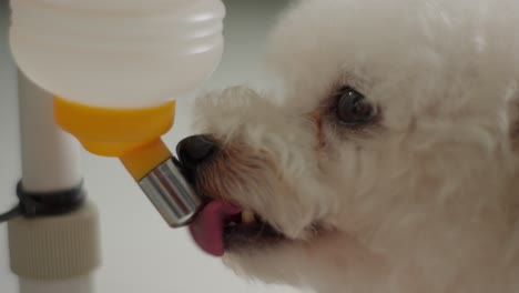 Close-up-shot-at-white-Toy-poodle-drinking-water-from-plastic-straw-curly-haired