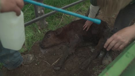 A-sick-newborn-calf-is-helped-with-hydration-from-a-farmer-and-veterinarian-on-a-cattle-ranch