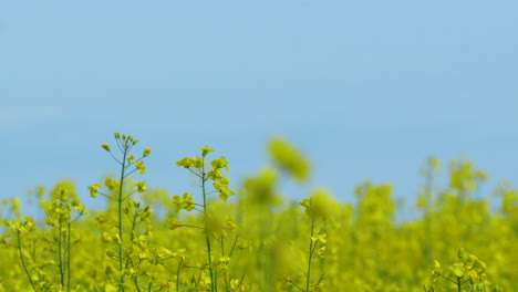 A-field-of-yellow-rapeseed-flowers-with-tall-stalks-and-blooms-against-a-bright-blue-sky