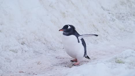 Vida-Silvestre-De-La-Antártida,-Caminando-Por-La-Carretera-De-Los-Pingüinos-En-La-Nieve,-Pingüinos-Papúa-En-La-Vida-Silvestre-De-La-Antártida-Y-Viaje-De-Animales-En-La-Península-Antártica,-Lindo-Tiro-De-ángulo-Bajo-En-Un-Paisaje-Nevado-De-Invierno